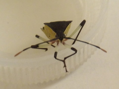 Plinachtus bicoloripes