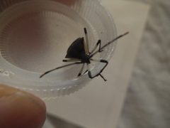 Plinachtus bicoloripes