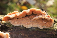 Merulius tremellosus