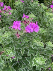Pelargonium cucullatum cucullatum