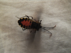 Plinachtus bicoloripes