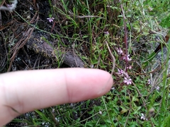 Lobelia eckloniana