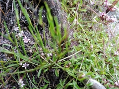 Lobelia eckloniana