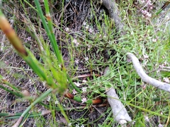 Lobelia eckloniana
