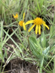 Senecio glaberrimus