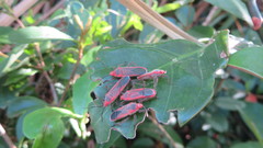 Thunbergia marginata