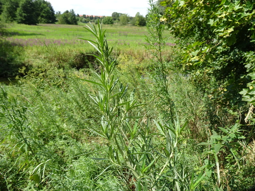 Artemisia codonocephala iNat (3)