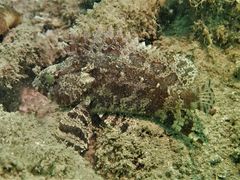 Centrogenys vaigiensis