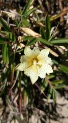 Gentiana scabrida