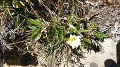 Gentiana scabrida