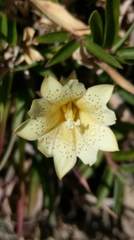 Gentiana scabrida