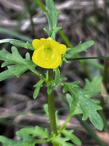 Great Monkey-face (Hemimeris sabulosa)
