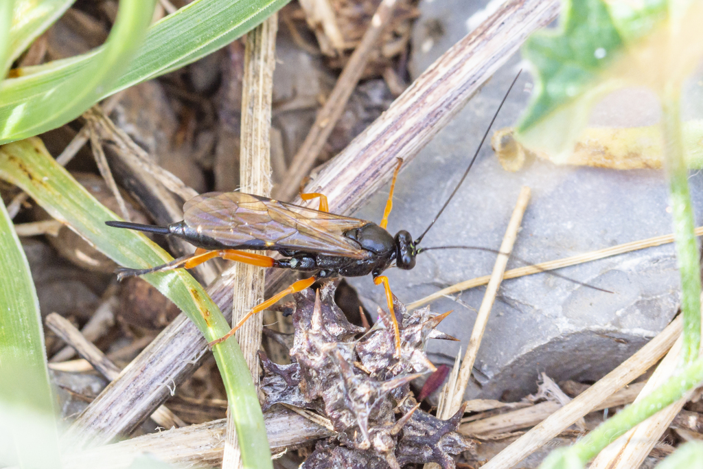 Black Slip Wasp from Valencia, España on November 17, 2019 at 0211 PM