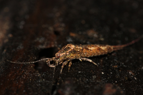 Lepismachilis y-signata Kratochvil, 1945