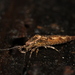 Lepismachilis y-signata - Photo 由 mgreilhuber 所上傳的 (c) mgreilhuber，保留部份權利CC BY-NC