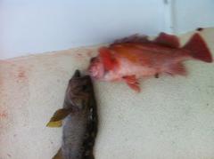 Sebastes serranoides