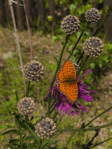 Dark Green Fritillary