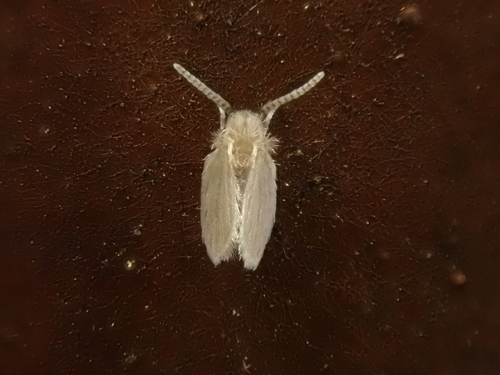Psychoda albipennis