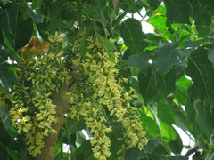 Dysoxylum gaudichaudianum