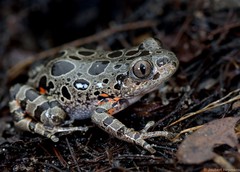 Hylambates maculatus