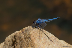 Trithemis donaldsoni