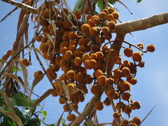 Dysoxylum gaudichaudianum