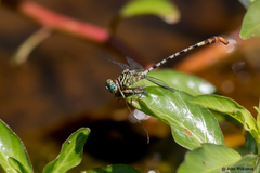 Lestinogomphus angustus