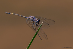 Trithemis aconita