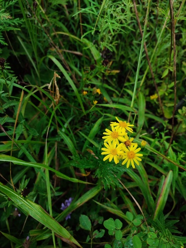 Senecio argunensis iNat (1)