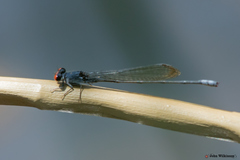 Pseudagrion sublacteum