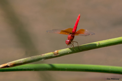 Brachythemis lacustris