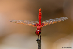 Urothemis assignata
