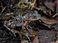 Hylambates maculatus