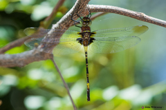 Phyllomacromia contumax