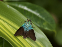 Astraptes