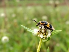 Chauliognathus tixieri