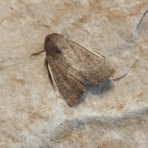 Photo of Vine's Rustic (Hoplodrina ambigua)