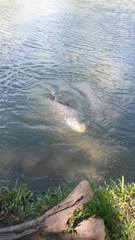 Catlocarpio siamensis