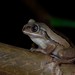 Mozambique Forest Tree Frog - Photo (c) Joubert Heymans, some rights reserved (CC BY-NC-ND), uploaded by Joubert Heymans