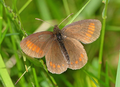 Erebia pharte