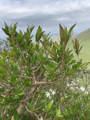 Cephalanthus natalensis