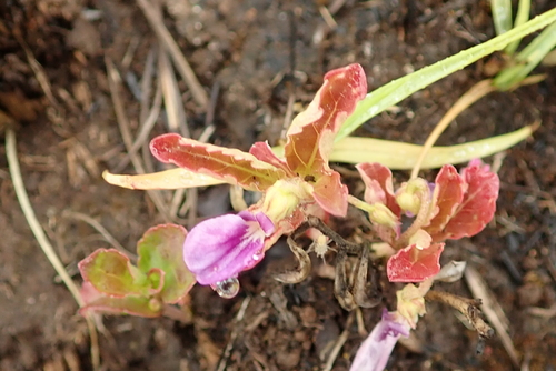 Hybanthus capensis (Hybanthus capensis)