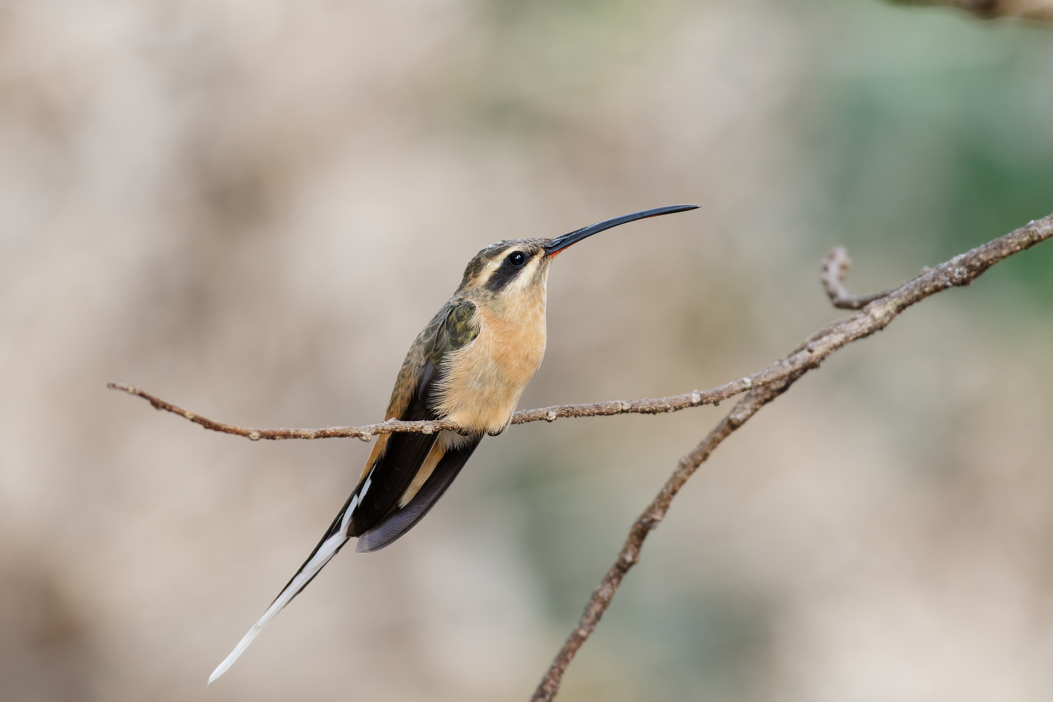 Planalto Hermit illustration