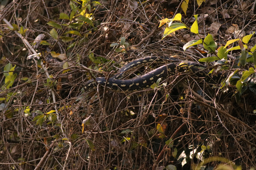 Coastal Carpet Python sighting