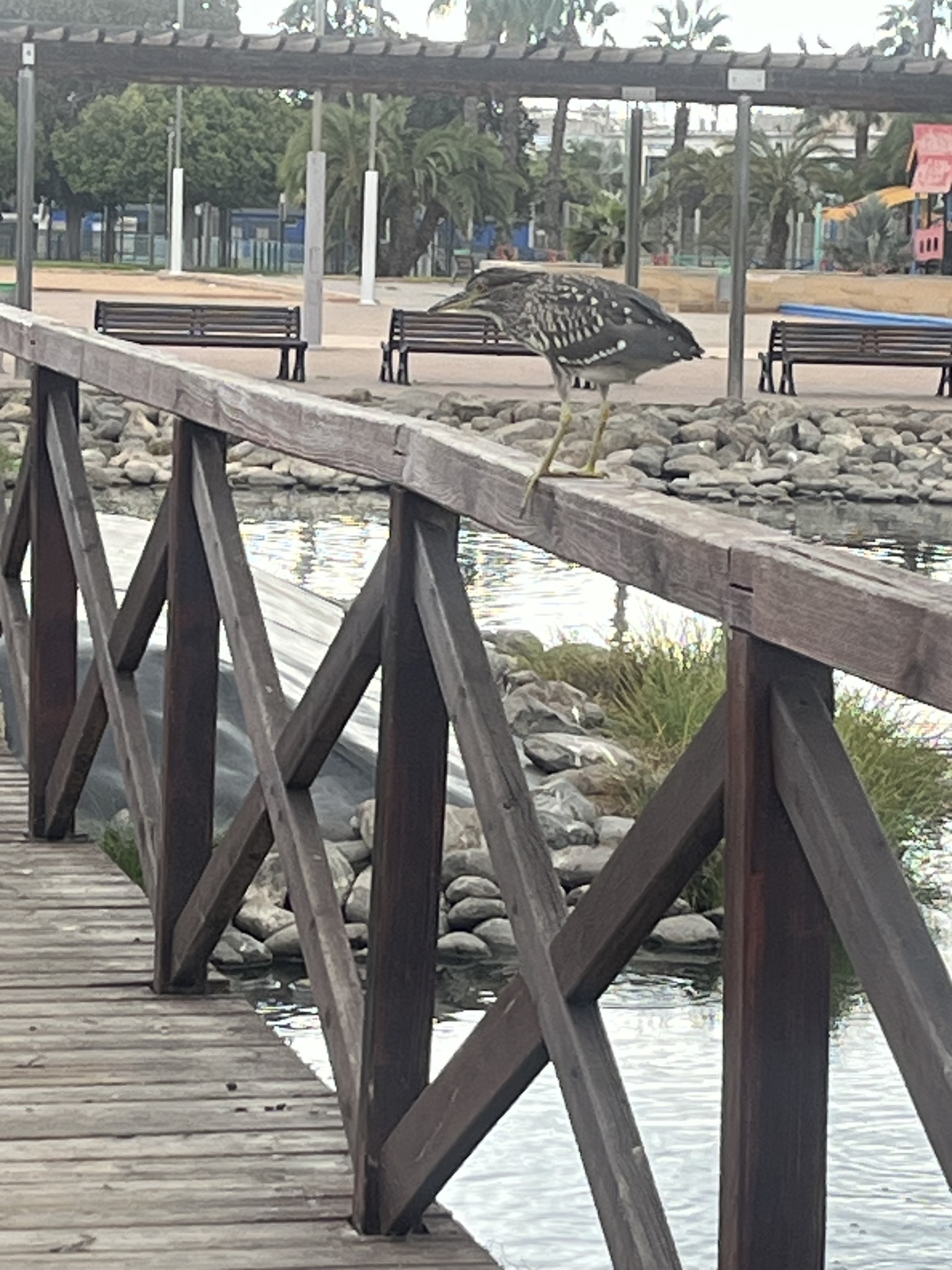Perro de agua