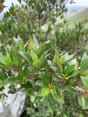 Cephalanthus natalensis