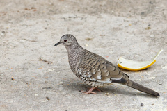 Scaled Dove photo 6