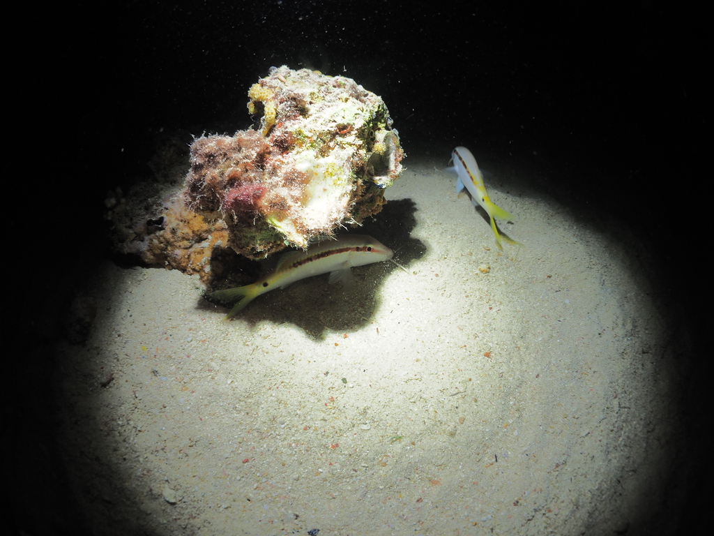 Forsskal's goatfish