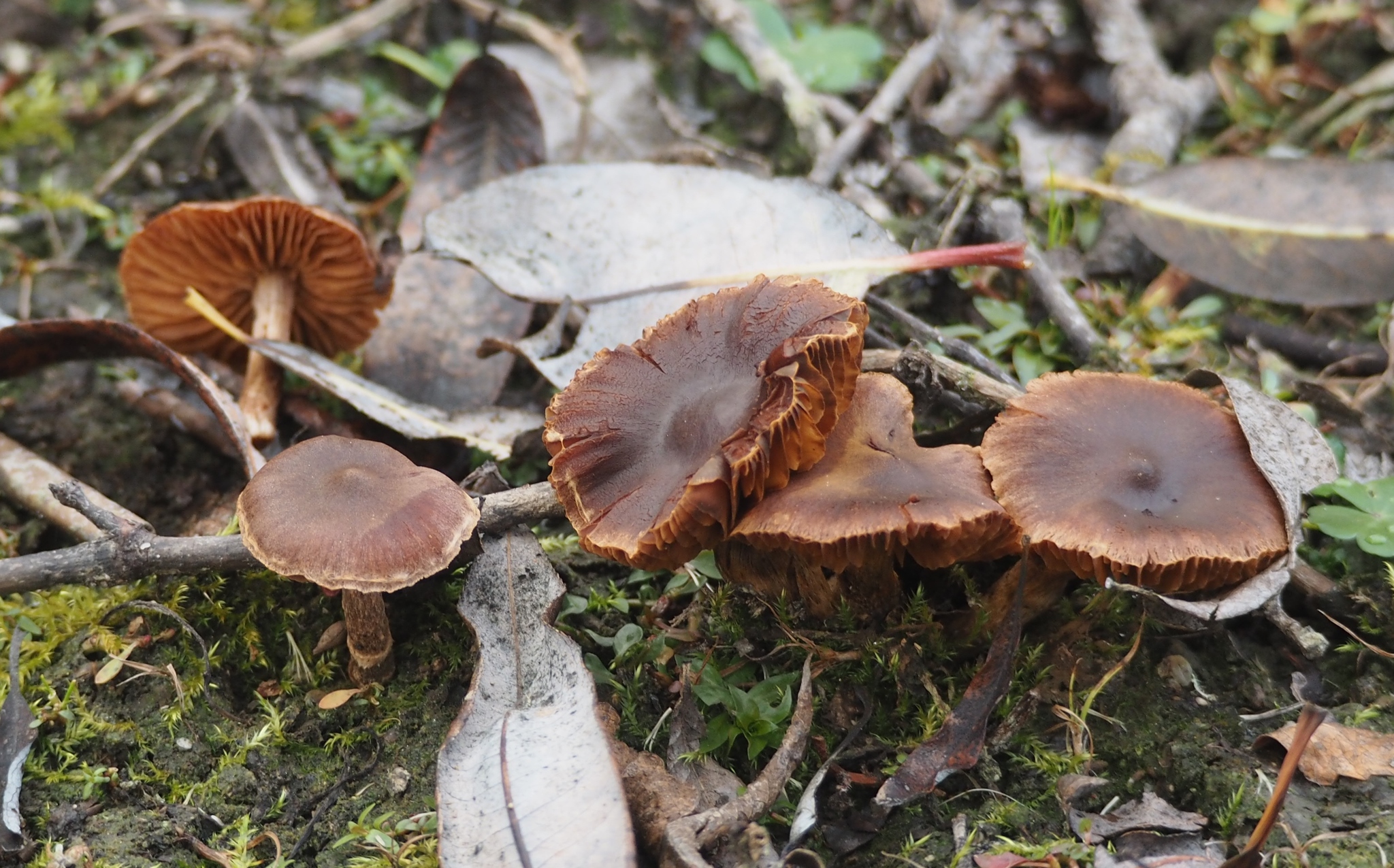 Psathyrella bipellis image