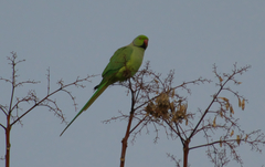 Psittacula krameri